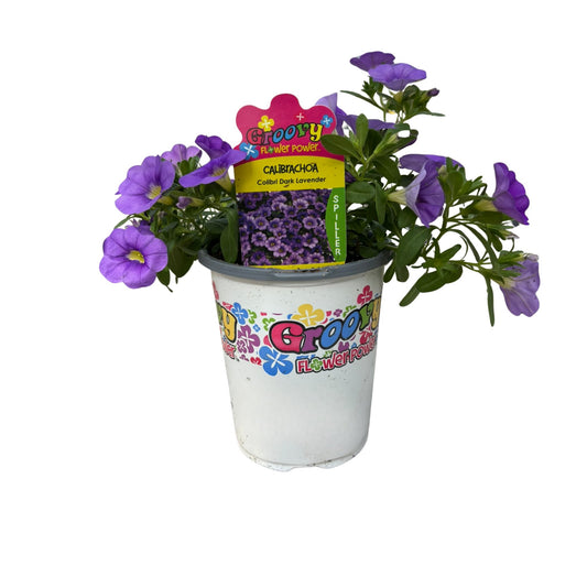 Spring Creek Growers Groovy Flower Power Calibrachoa - Lavender