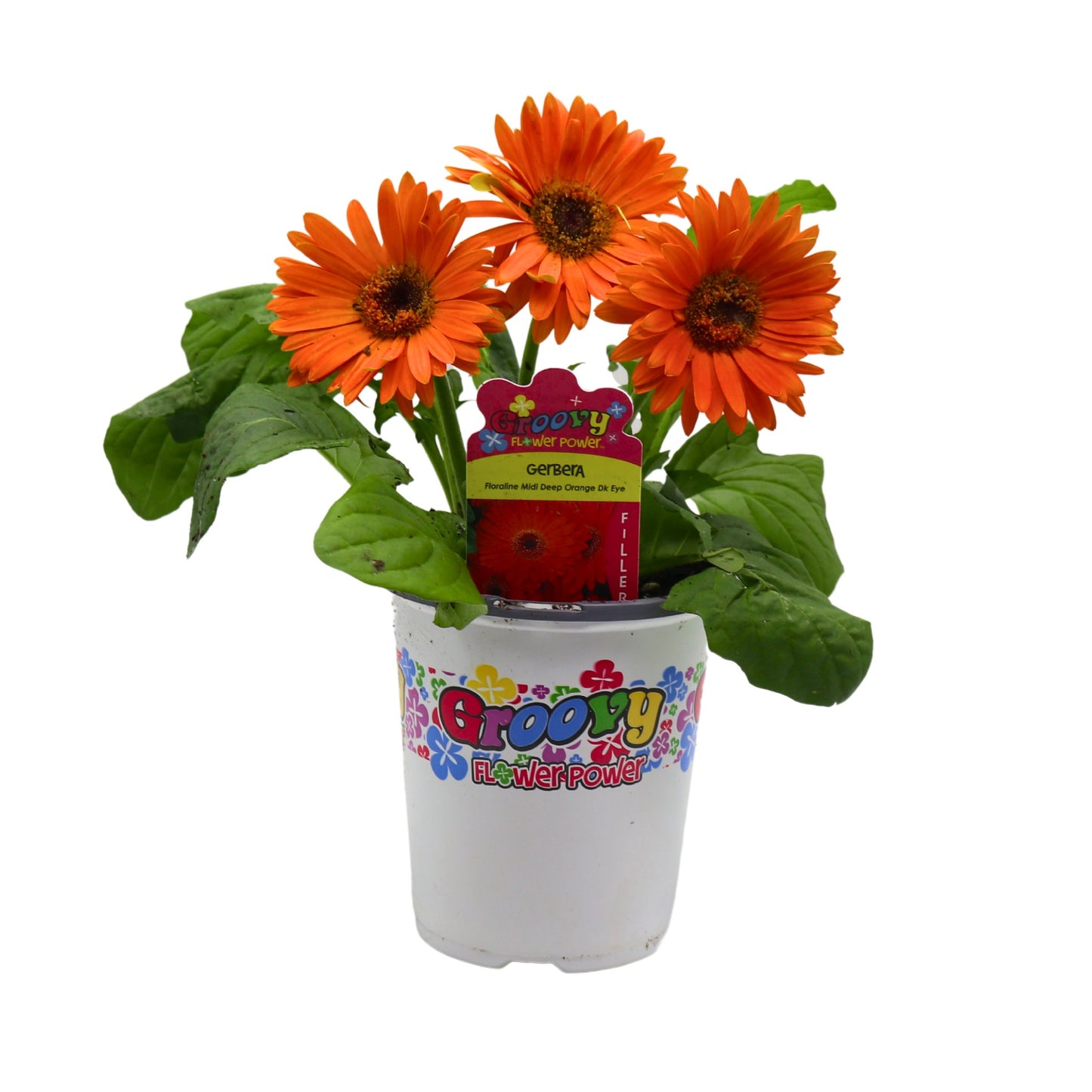 Spring Creek Growers Groovy Flower Power Orange Gerbera Daisy Potted  Plant