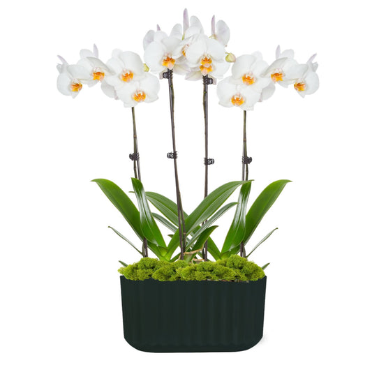 Max & Miles Holiday Orchid Duo