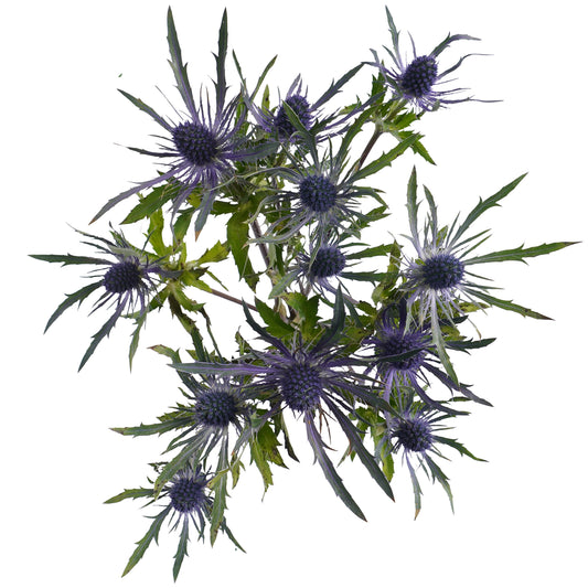 BLOOMS by H-E-B Eryngium Thistle