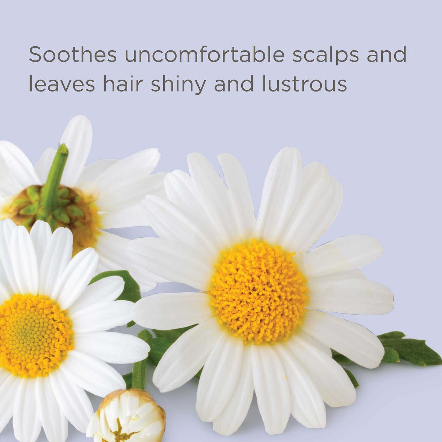 Hairitage Ahead of the Curl! Curl Crème