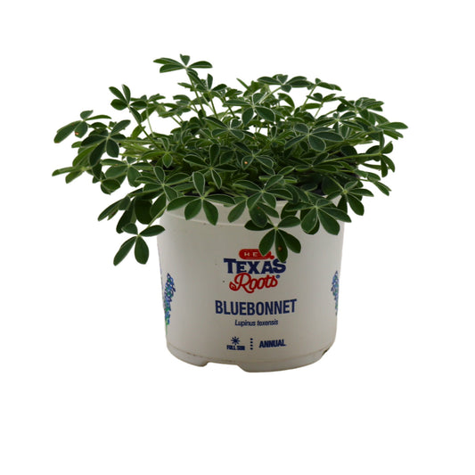 H-E-B Texas Roots Bluebonnets