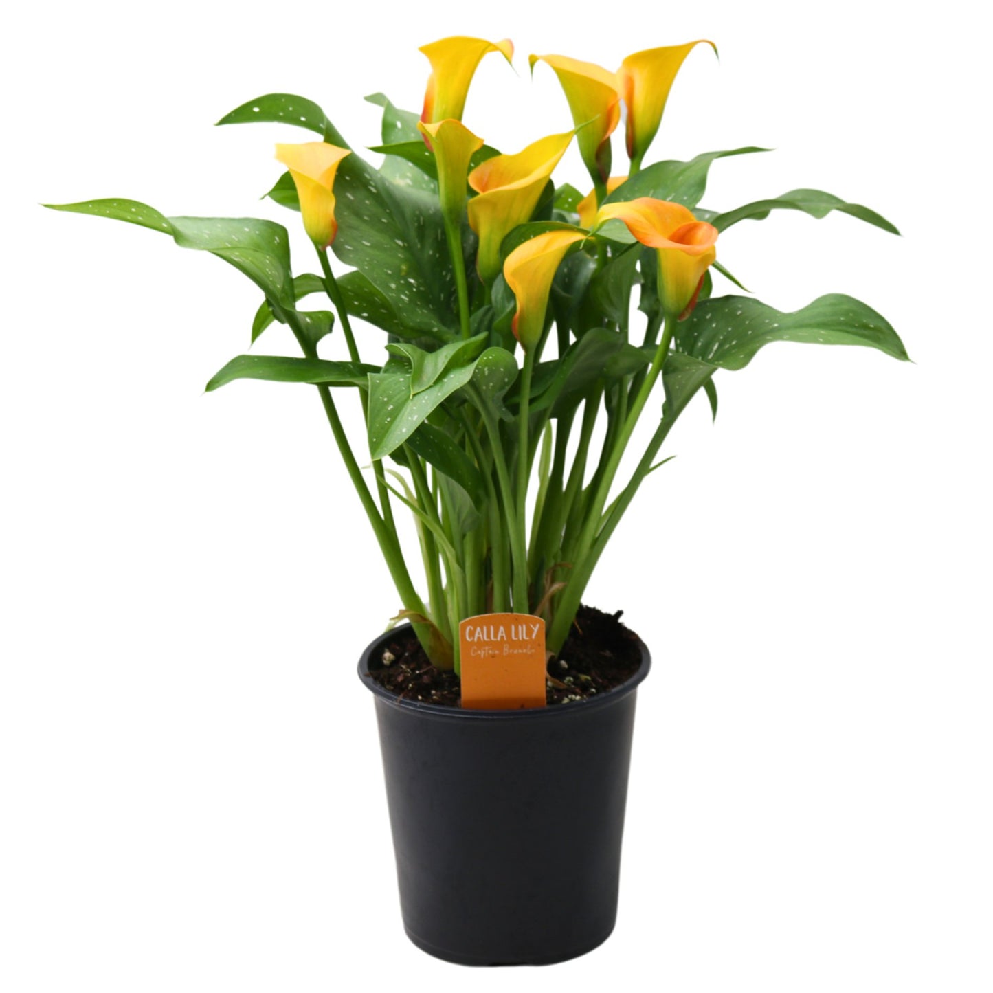 Calla Lily - Orange