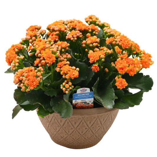 H-E-B Texas Roots Kalanchoe Bowl - Orange