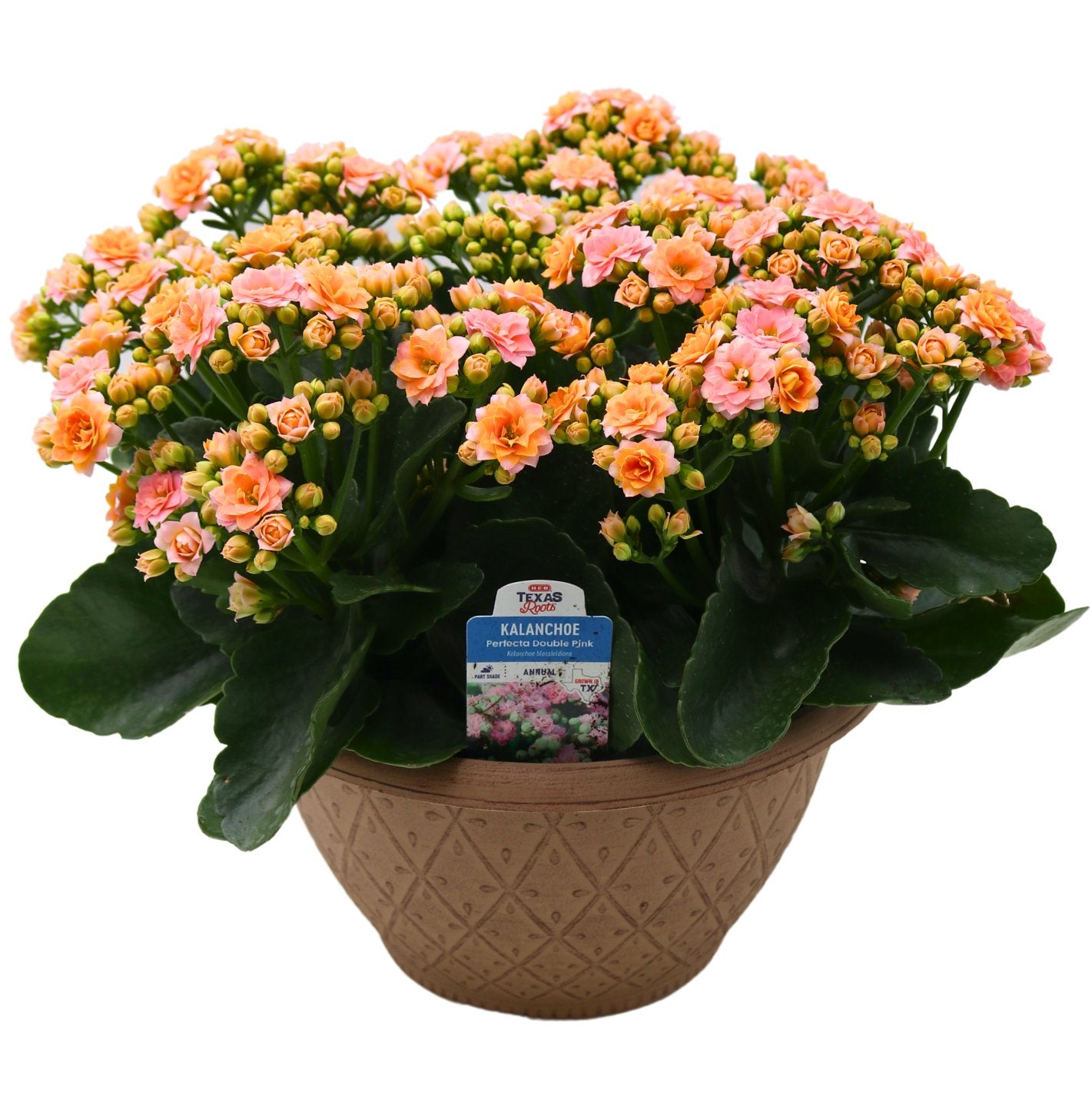 H-E-B Texas Roots Kalanchoe Bowl - Pink