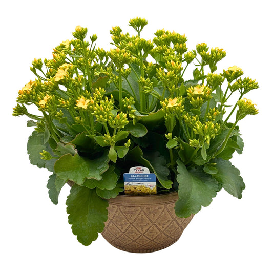 H-E-B Texas Roots Kalanchoe Bowl - Yellow