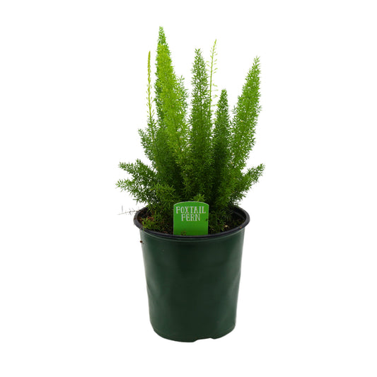 H-E-B Foxtail Fern