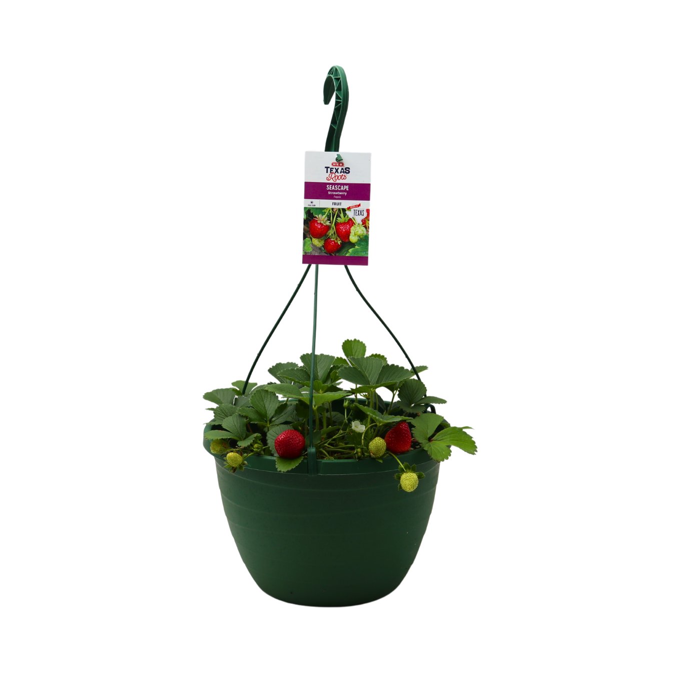 H-E-B Texas Roots Strawberry Seascape Basket