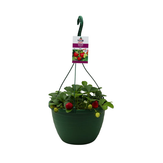 H-E-B Texas Roots Strawberry Seascape Basket