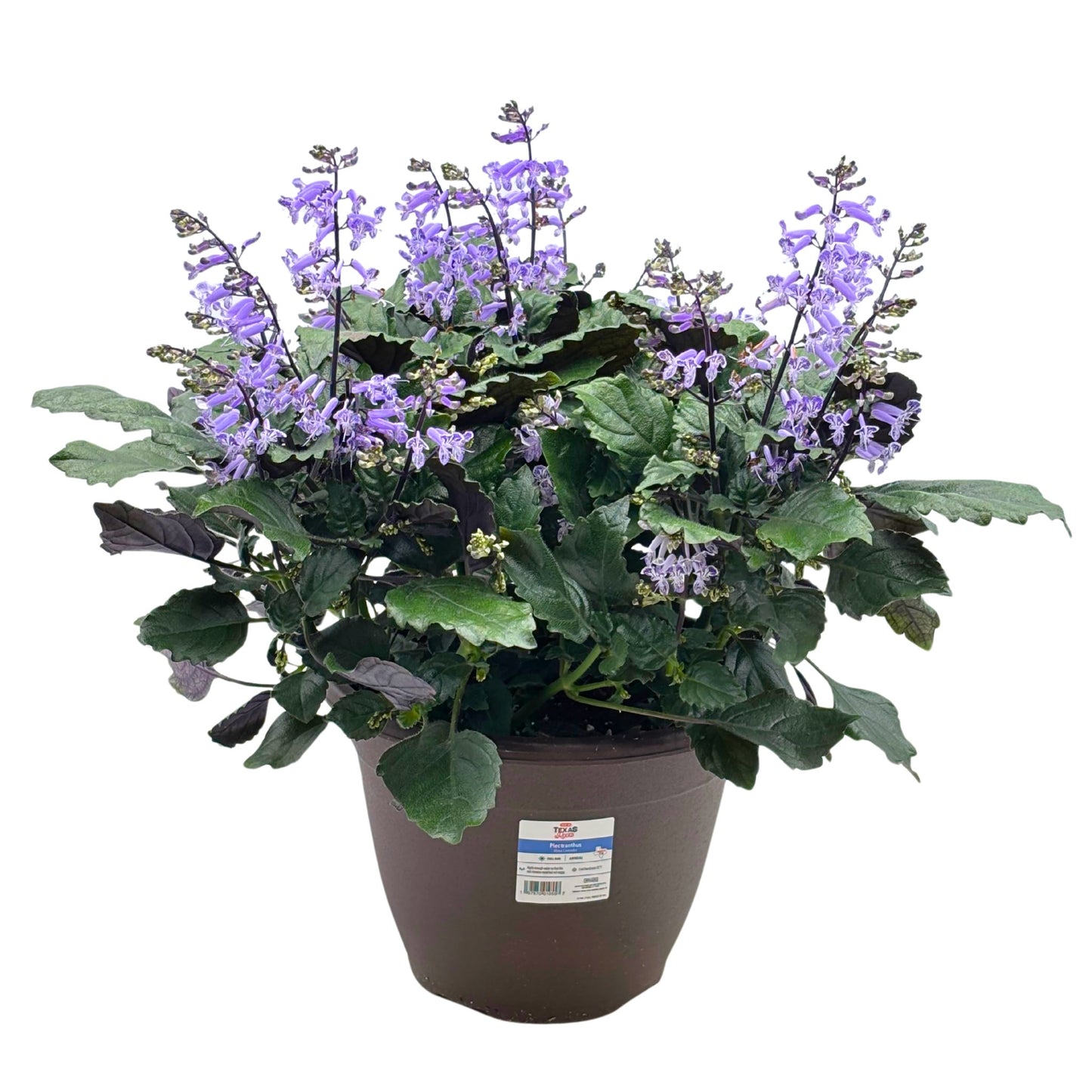 H-E-B Texas Roots Plectranthus Mona Lavender Flowers