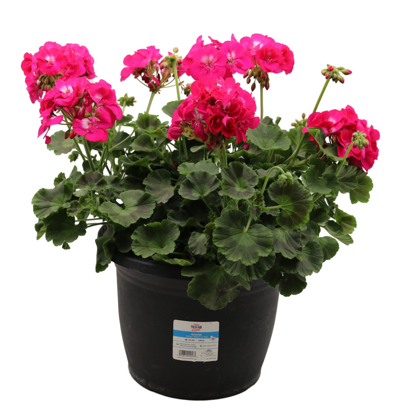 H-E-B Texas Roots Geranium Rose Flowers