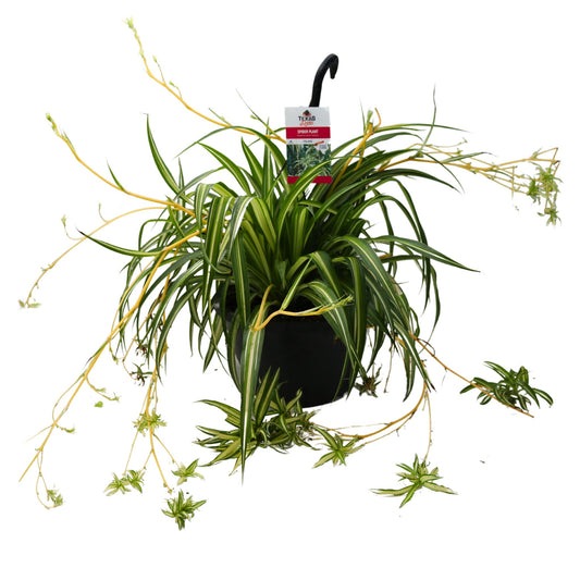 H-E-B Texas Roots Spider Plant Hanging Basket