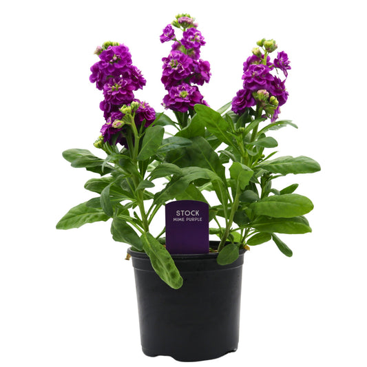 Spring Creek Growers Stock Mime - Purple