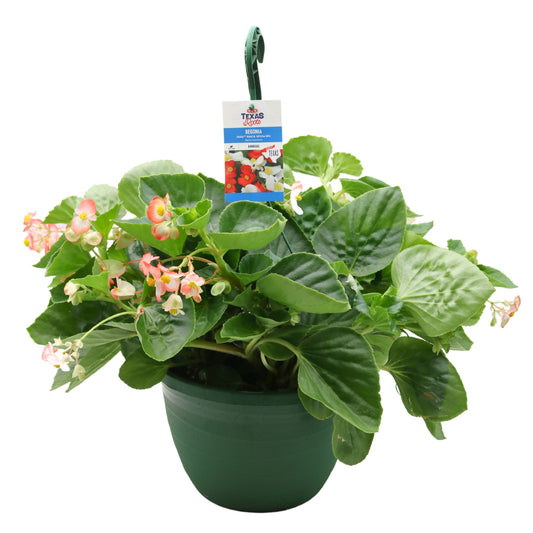H-E-B Texas Roots Begonia Hula Red Hanging Basket