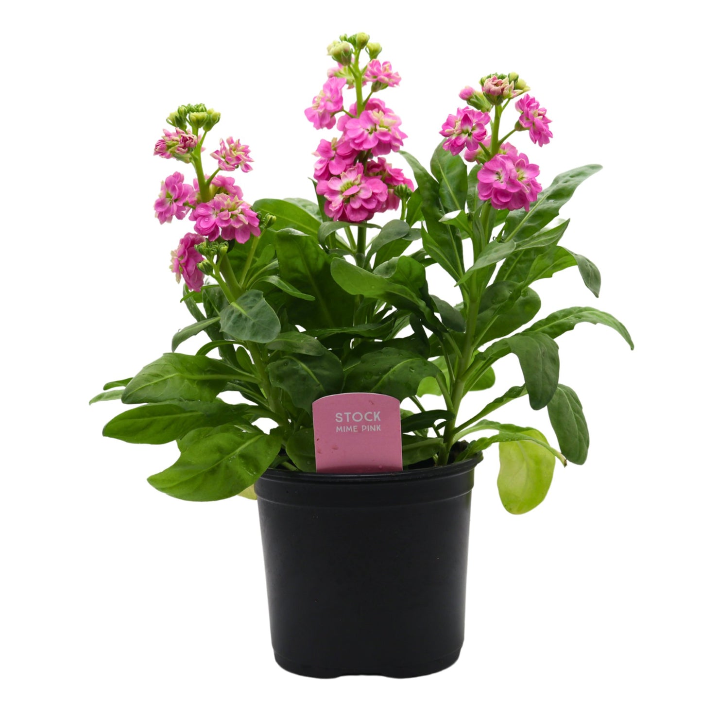 Spring Creek Growers Stock Mime - Pink