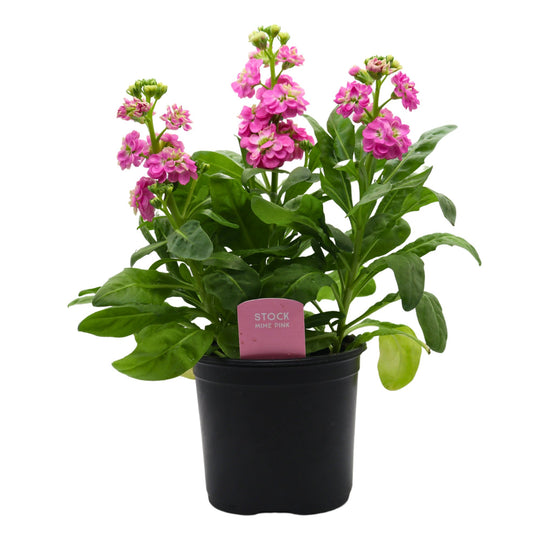 Spring Creek Growers Stock Mime - Pink
