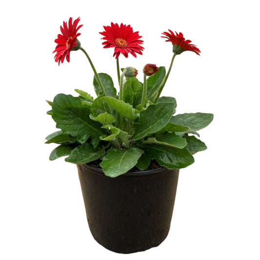Live Goods Assorted Red Gerber Daisy