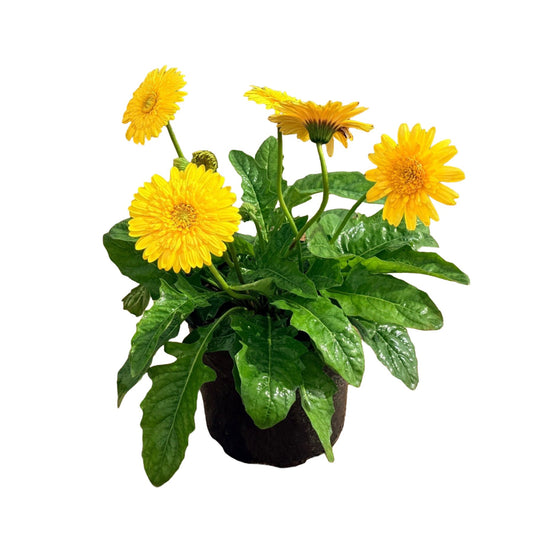 Greenleaf Nursery Assorted Yellow Gerber Daisy