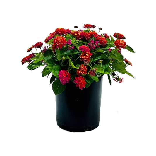 Greenleaf Nursery Bandana Cherry Sunrise Lantana