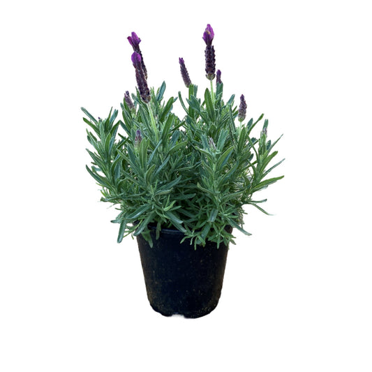 Primavera Lavender
