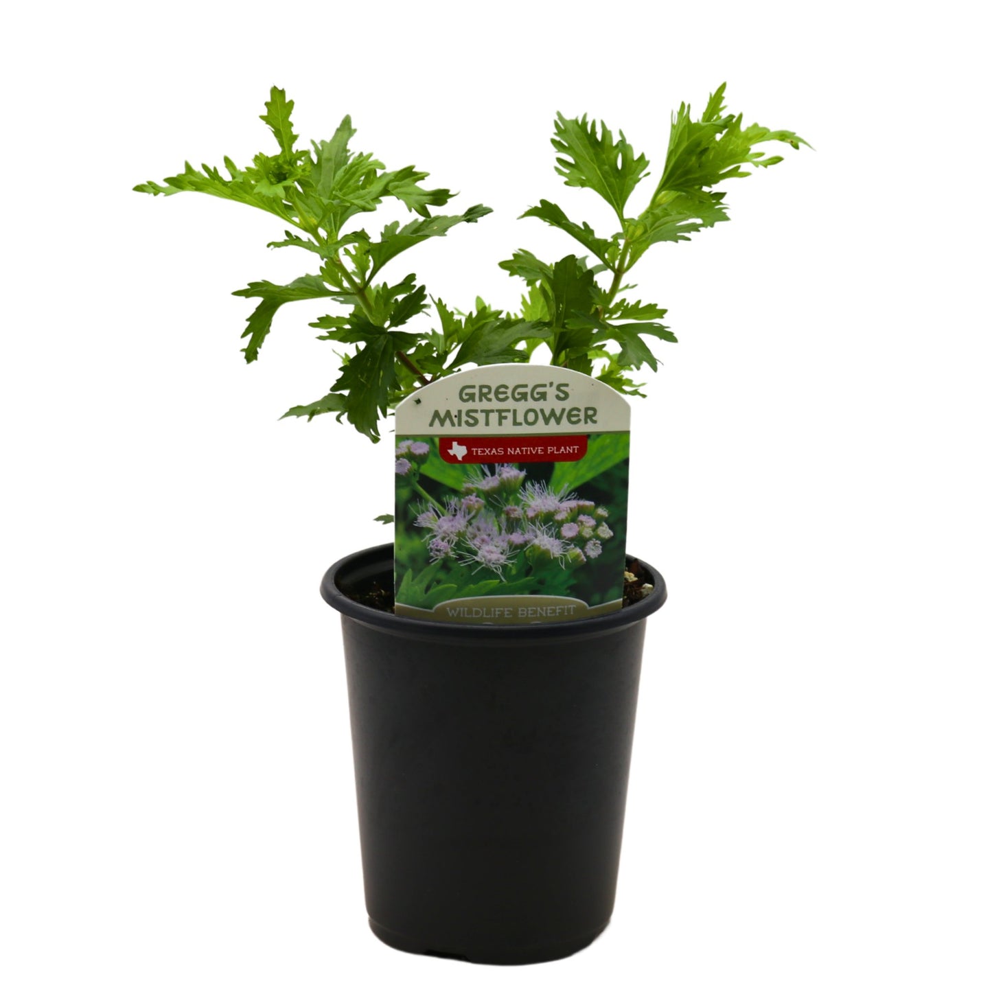 Spring Creek Growers Texas Native Gregg’s Mistflower