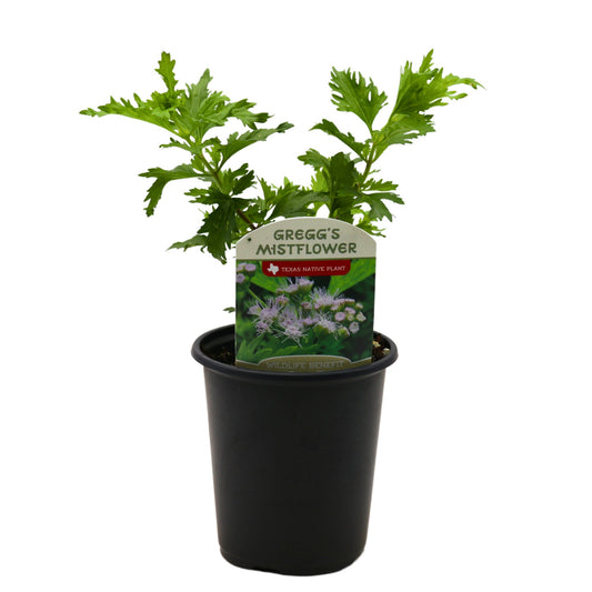 Spring Creek Growers Texas Native Gregg’s Mistflower