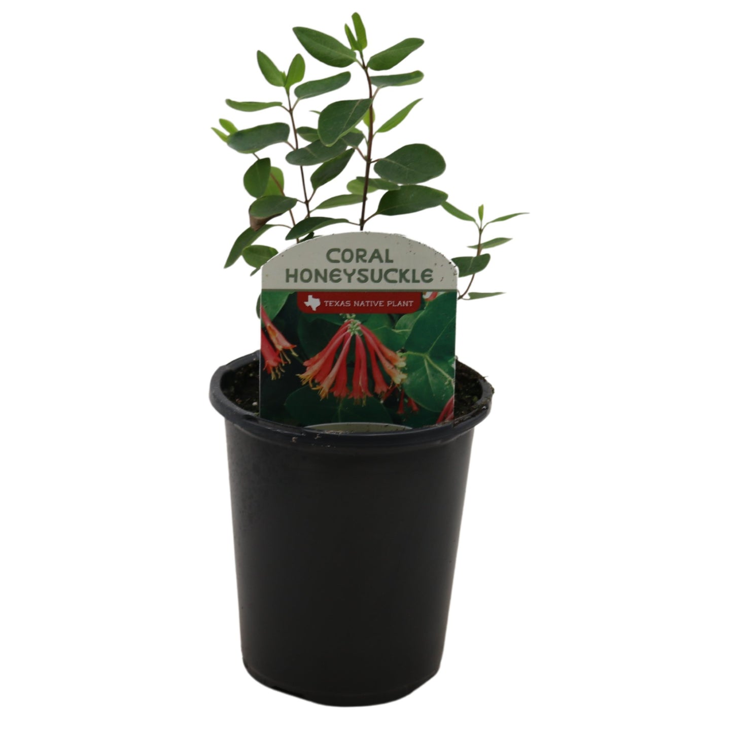 Spring Creek Growers Texas Native Coral Honeysuckle