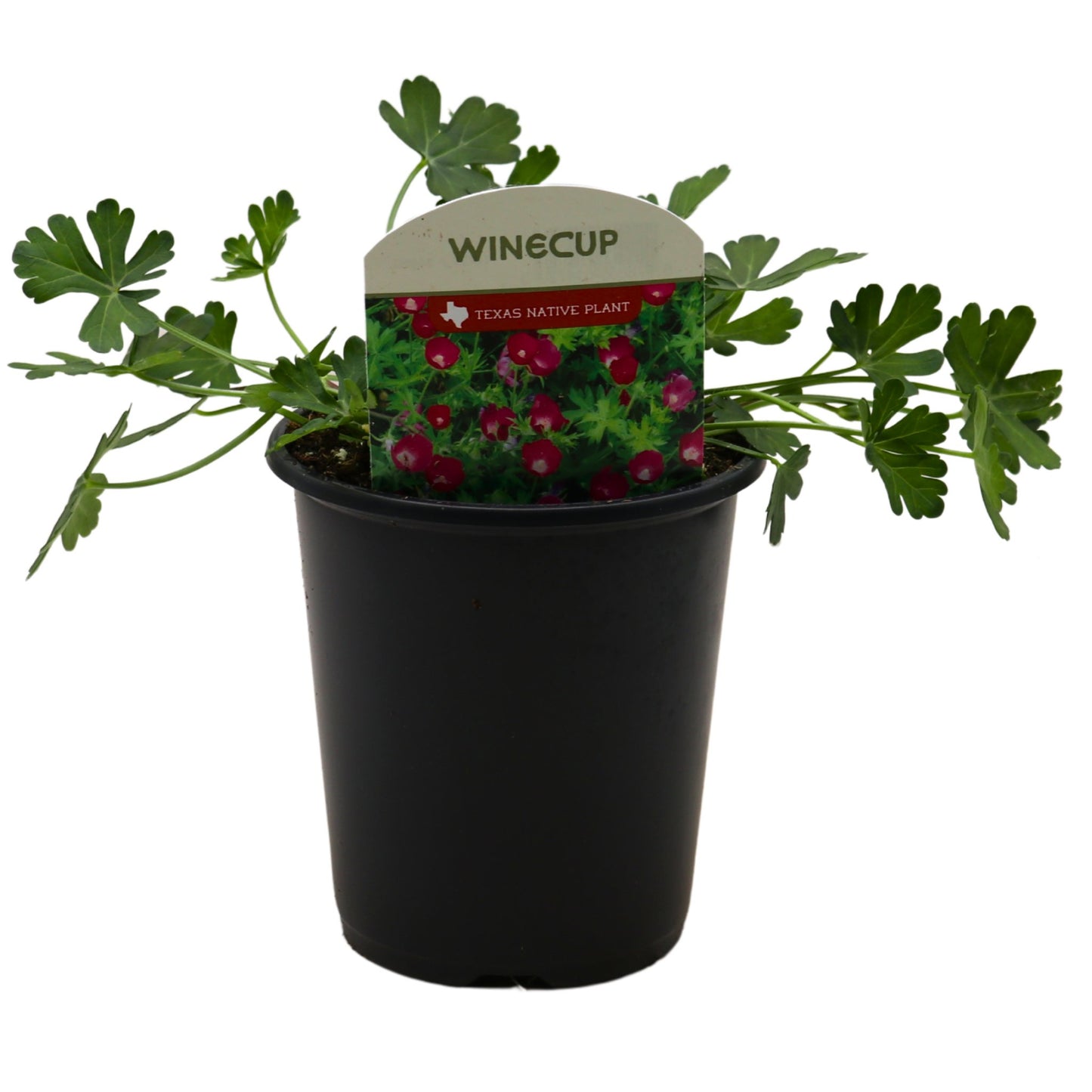 Spring Creek Growers Texas Native Winecup