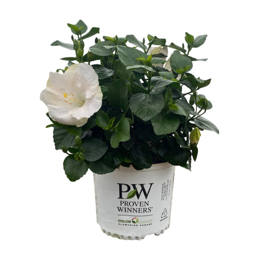 Greenleaf Nursery Earth Angel Hollywood Hibiscus