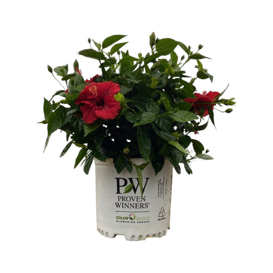 Greenleaf Nursery Hot Shot Hollywood Hibiscus