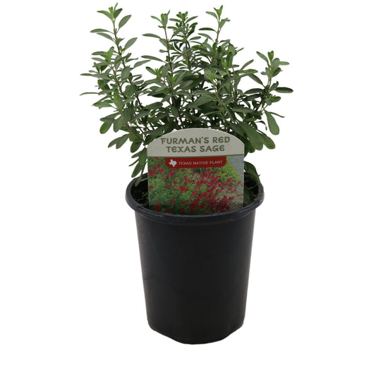 Spring Creek Growers Texas Native Autumn Sage Furman's Red