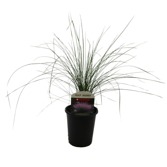 Spring Creek Growers Texas Native Gulf Muhly
