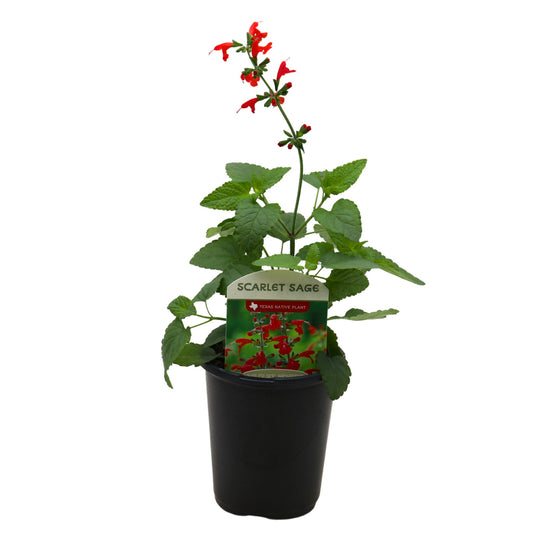 Spring Creek Growers Texas Native Scarlet Sage