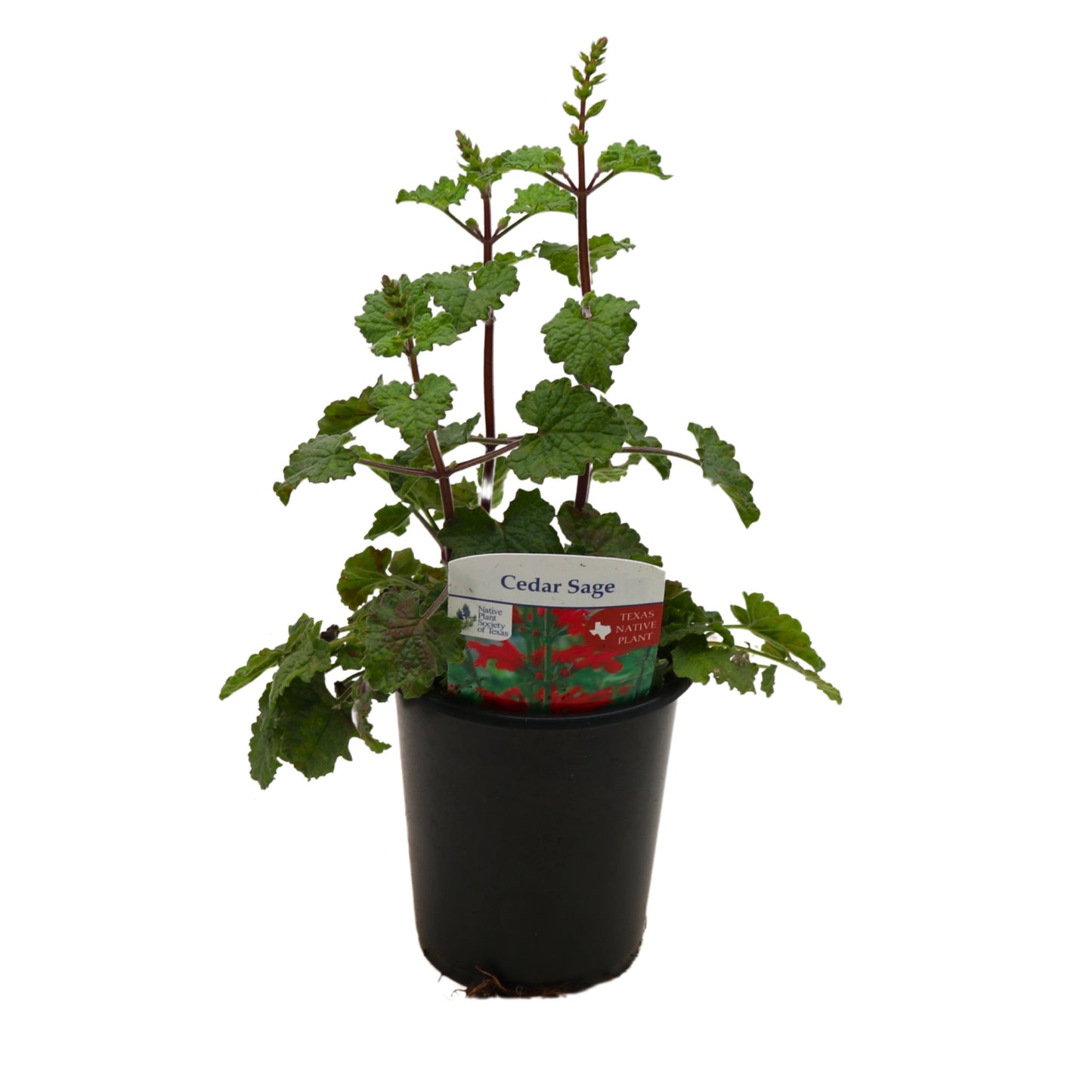 Spring Creek Growers Texas Native Cedar Sage