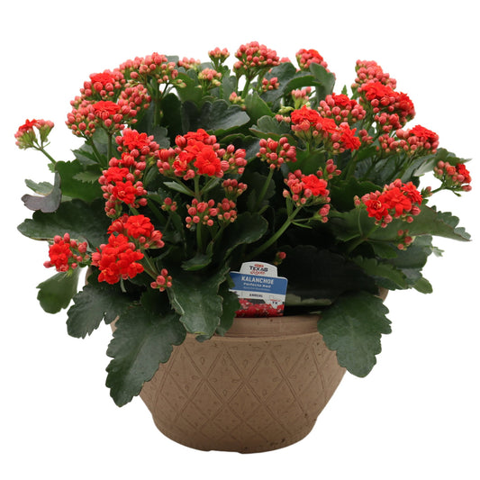 H-E-B Texas Roots Kalanchoe Bowl - Red