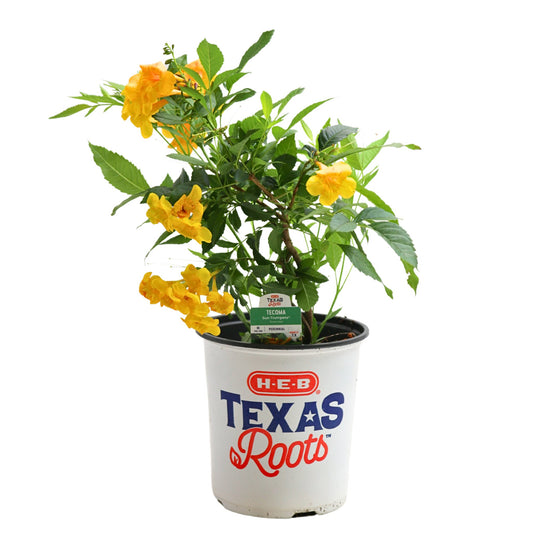 H-E-B Texas Roots Tecoma Sun Trumpets