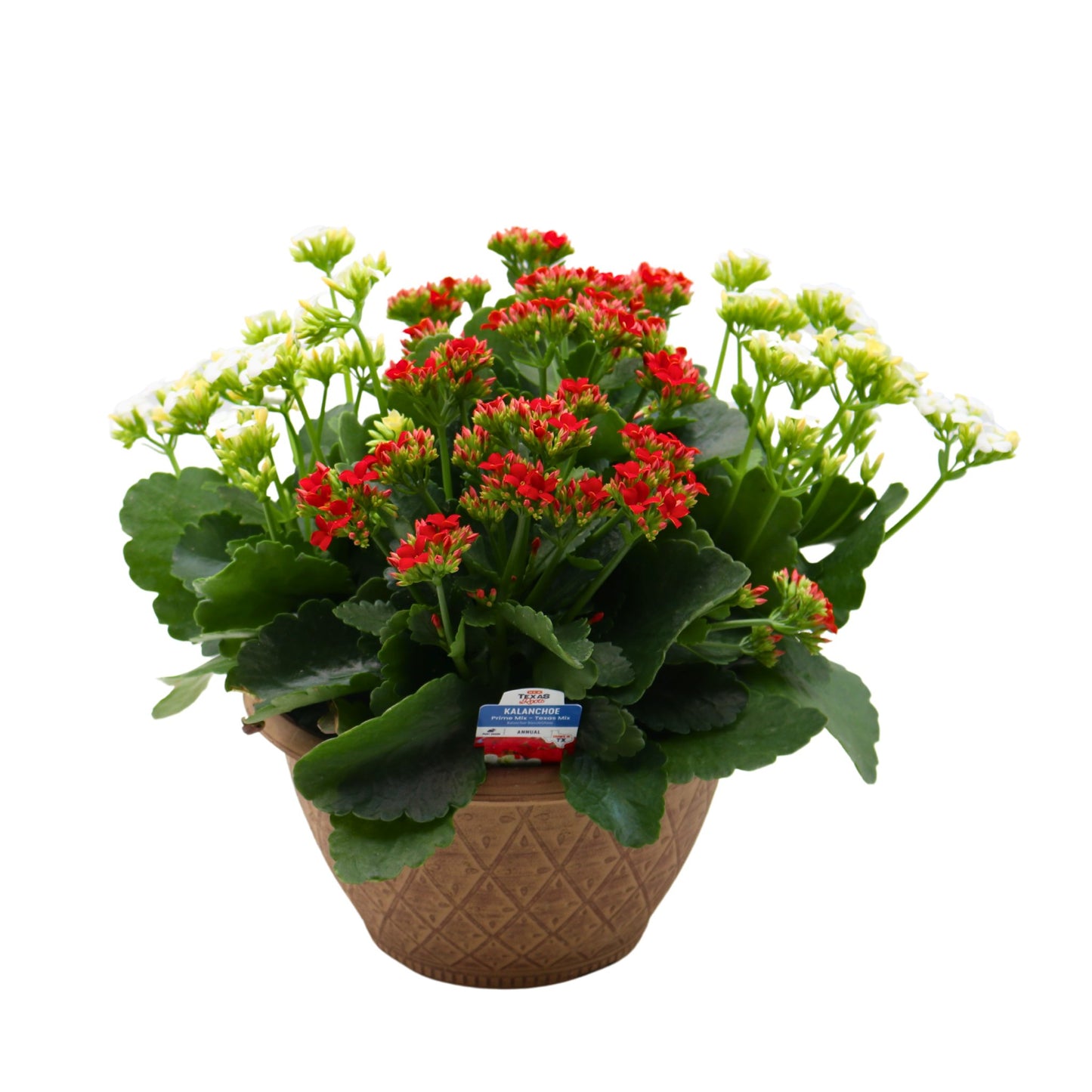 H-E-B Texas Roots Kalanchoe Bowl - Texas Mix