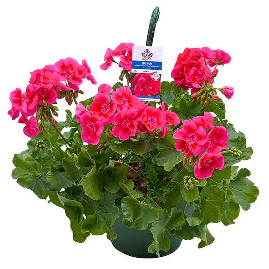 H-E-B Texas Roots Geranium - Rose Mega Splash