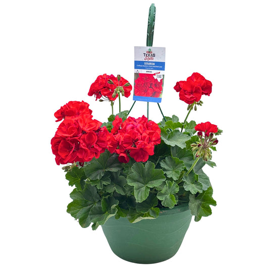 H-E-B Texas Roots Geranium - Medium Dark Red Dark Leaf