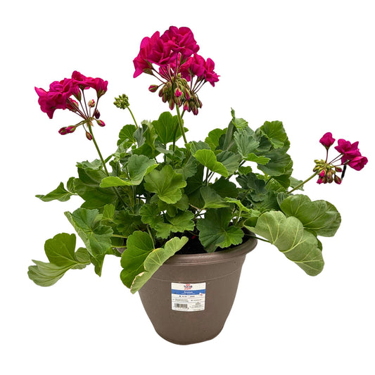 H-E-B Texas Roots Geranium - Violet