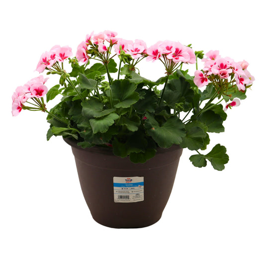 H-E-B Texas Roots Geranium - White Splash