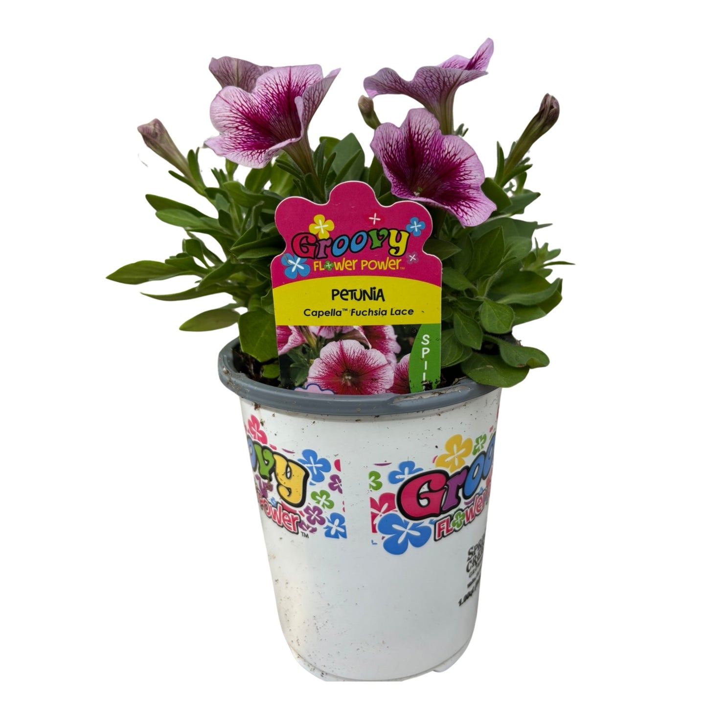 Groovy Flower Power Petunia Capella Fuchsia Lace