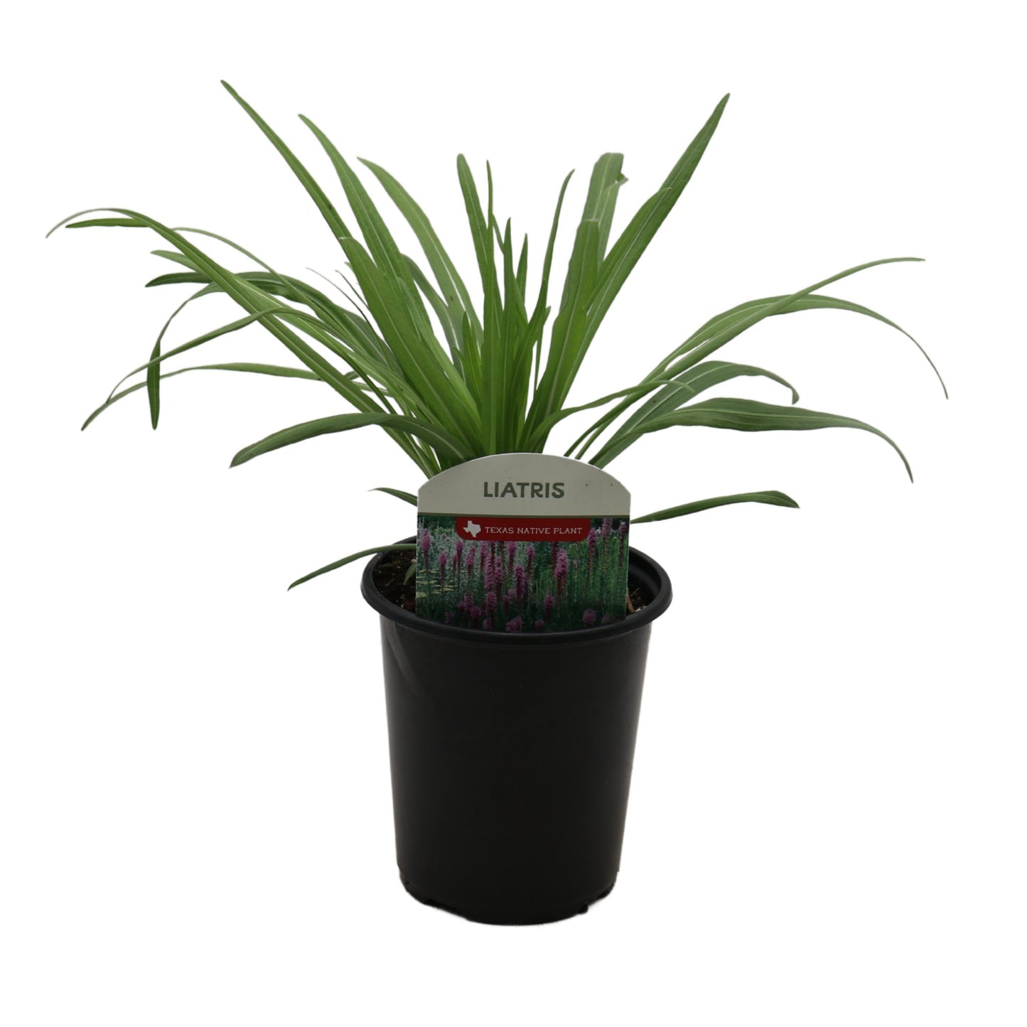 Spring Creek Growers Texas Native Liatris