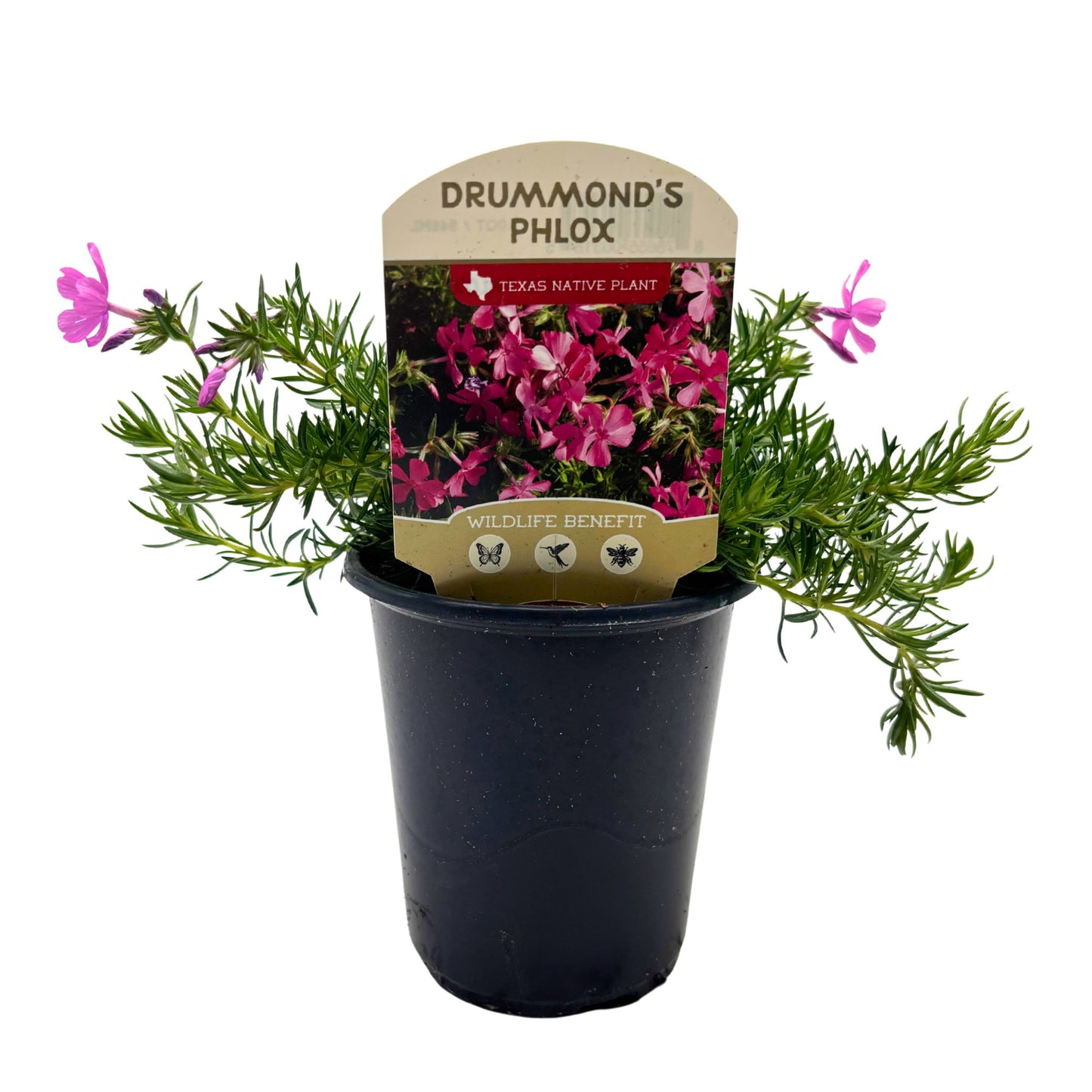 Spring Creek Growers Texas Native Drummond's Phlox