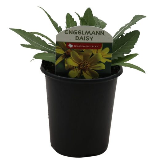 Spring Creek Growers Texas Native Englemann Daisy