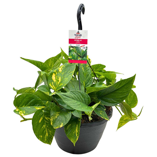 H-E-B Texas Roots Pothos Ivy Golden