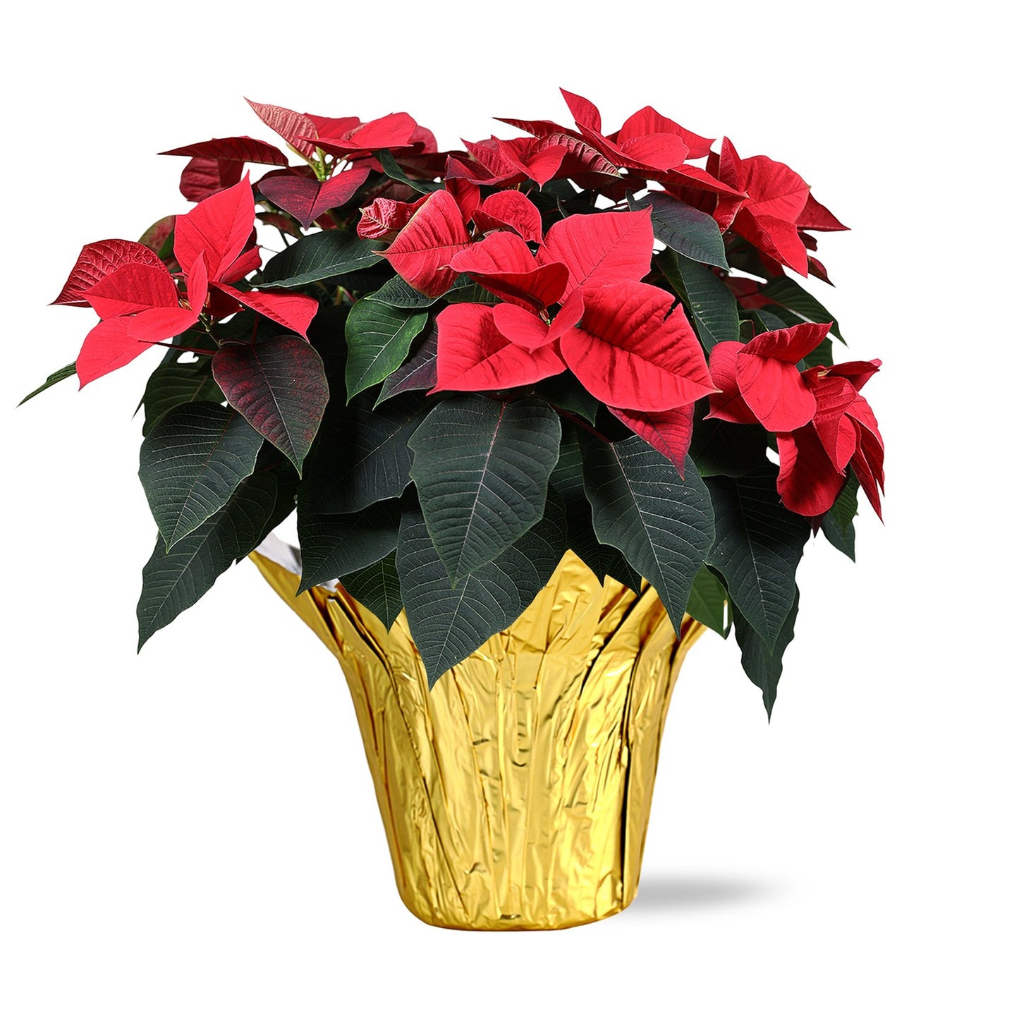 Max & Miles Poinsettia - Gold Wrap