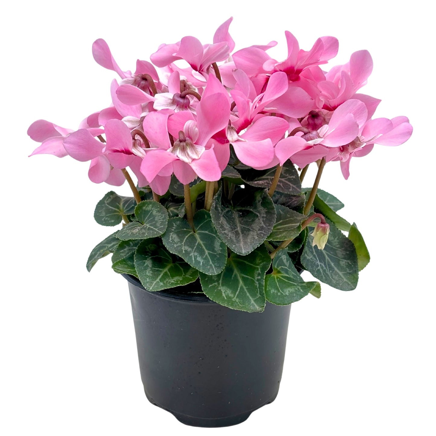Spring Creek Growers Cyclamen - Salmon With Eye