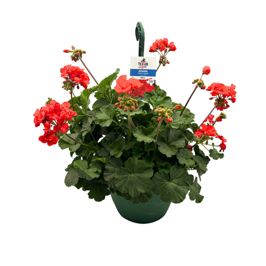 H-E-B Texas Roots Geranium Solera Orange Hanging Basket