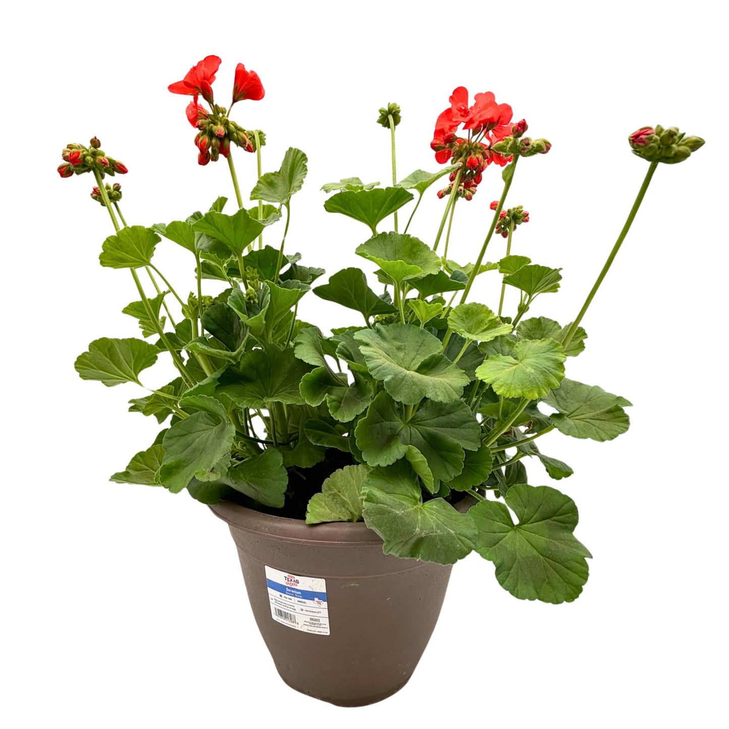 H-E-B Texas Roots Geranium Dynamo Orange
